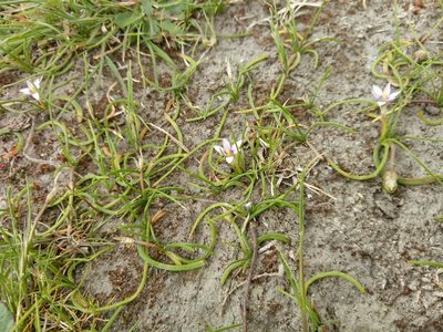 Romulea minutiflora, photographed by Tom Ferguson