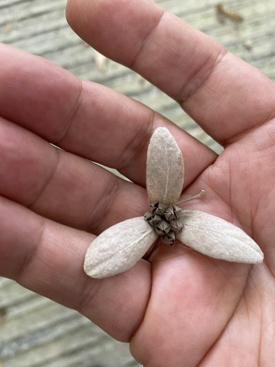 Congea tomentosa, photographed by tlaloc27
