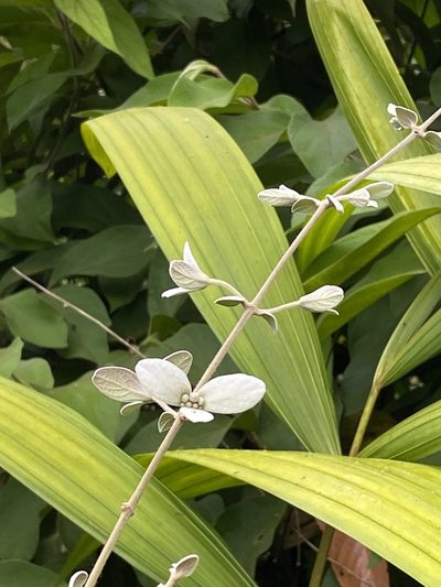 Congea tomentosa, photographed by tlaloc27