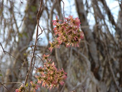 Tetrapterys mexicana, photographed by Francisco Farriols Sarabia