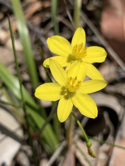 Tricoryne simplex, photographed by Guy Taseski