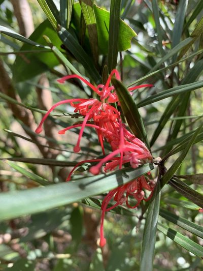 Grevillea oleoides, photographed by Guy Taseski