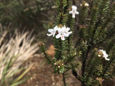 Westringia rubiifolia, photographed by Miguel de Salas