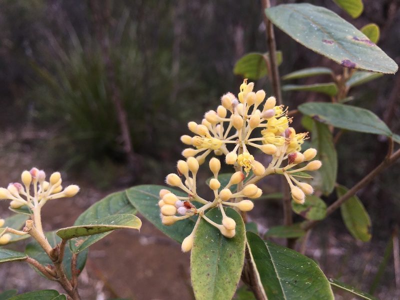Pomaderris pilifera, photographed by Miguel de Salas
