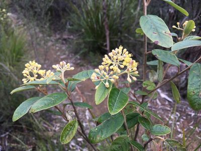Pomaderris pilifera, photographed by Miguel de Salas
