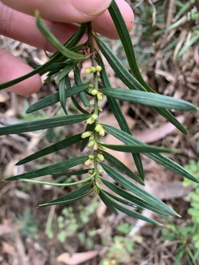Podocarpus spinulosus, photographed by Guy Taseski