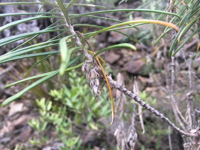 Bedfordia linearis, photographed by Miguel de Salas