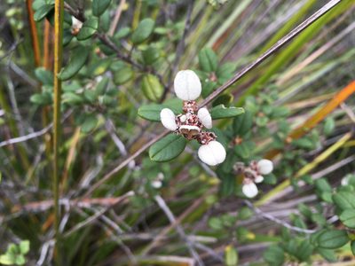 Spyridium gunnii, photographed by Miguel de Salas