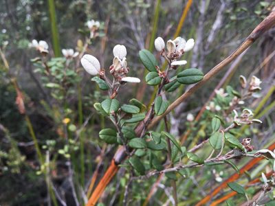 Spyridium gunnii, photographed by Miguel de Salas