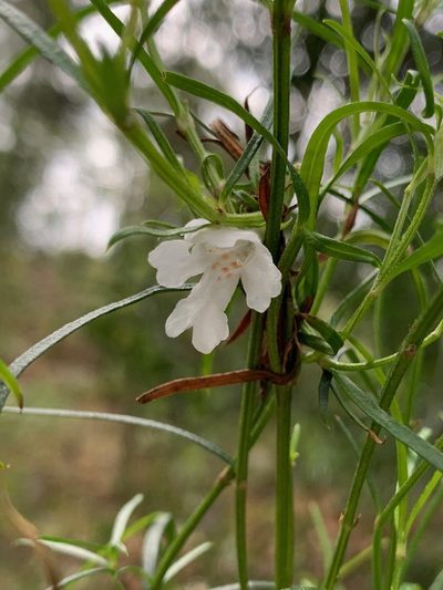 Westringia longifolia, photographed by Guy Taseski