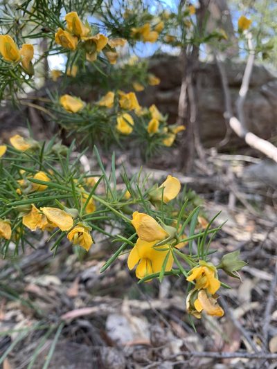 Gompholobium grandiflorum, photographed by Guy Taseski