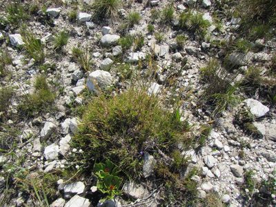 Pseudopentameris obtusifolia, photographed by douglaseustonbrown