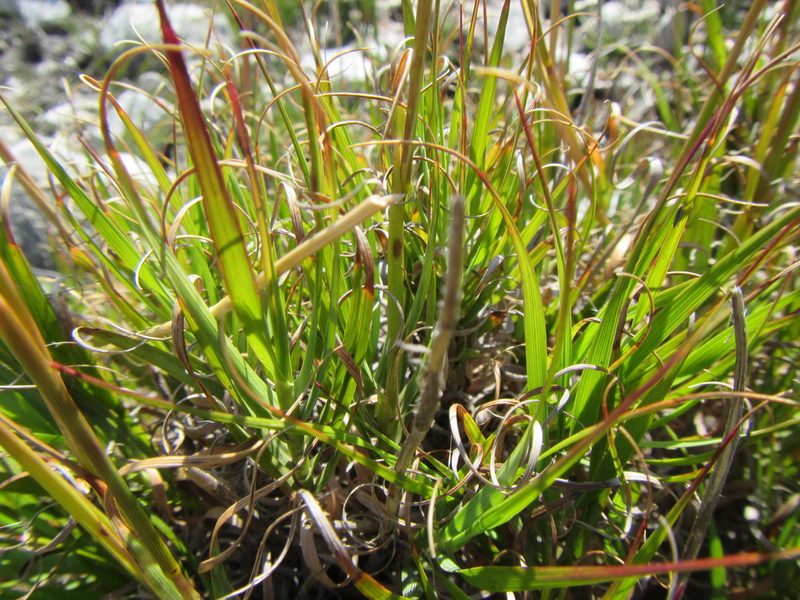 Pseudopentameris obtusifolia, photographed by douglaseustonbrown