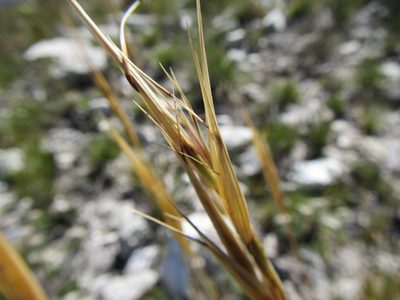 Pseudopentameris obtusifolia, photographed by douglaseustonbrown