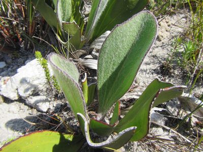Mairia coriacea, photographed by douglaseustonbrown