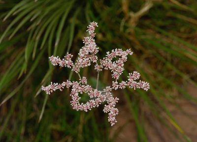 Eriogonum annuum, photographed by Michelle W. （鍾偉瑋）