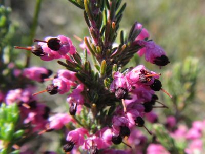 Erica placentiflora, photographed by douglaseustonbrown