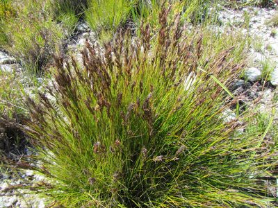 Tetraria fasciata, photographed by douglaseustonbrown
