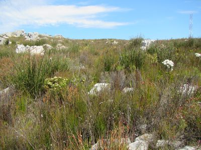 Ceratocaryum caespitosum, photographed by douglaseustonbrown