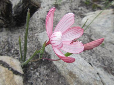 Geissorhiza schinzii, photographed by douglaseustonbrown