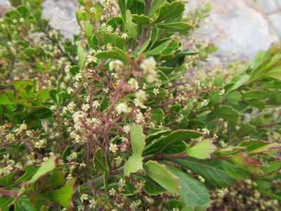 Searsia cuneifolia, photographed by douglaseustonbrown