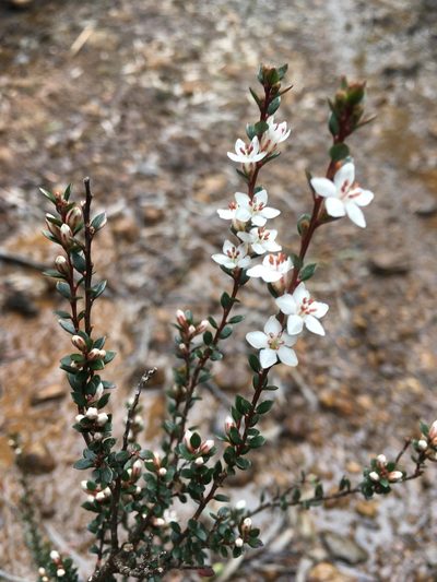 Epacris glabella, photographed by Miguel de Salas