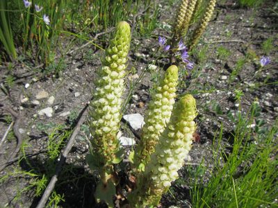 Satyrium bicallosum, photographed by douglaseustonbrown
