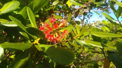 Lumnitzera littorea, photographed by Dana Lee Ling
