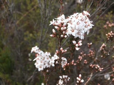 Epacris glabella, photographed by Miguel de Salas