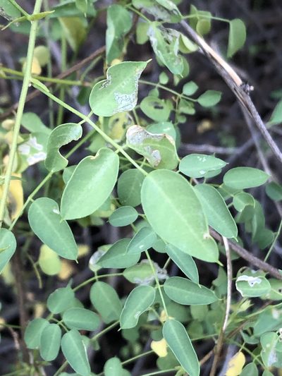 Nissolia schottii, photographed by Jared Shorma