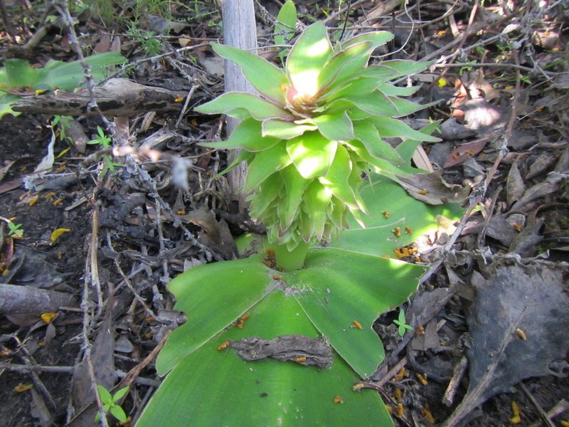 Eucomis regia, photographed by douglaseustonbrown