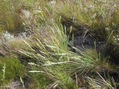 Festuca scabra, photographed by douglaseustonbrown