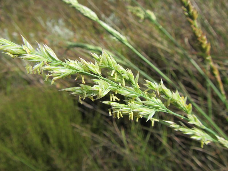 Festuca scabra, photographed by douglaseustonbrown