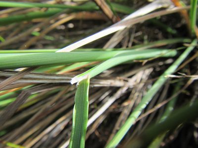 Festuca scabra, photographed by douglaseustonbrown