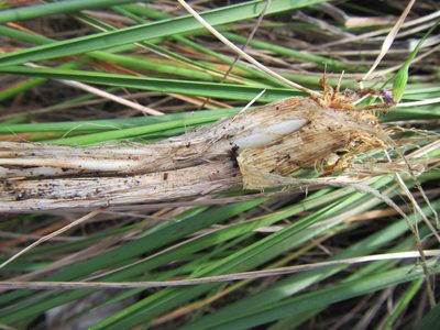 Festuca scabra, photographed by douglaseustonbrown