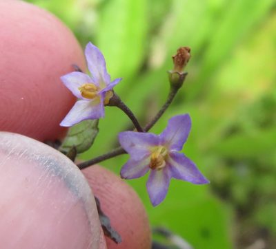 Solanum opacum, photographed by Jenny Christianson