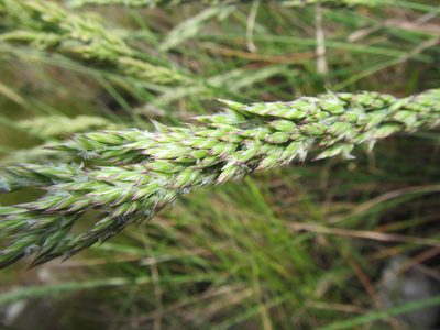 Festuca scabra, photographed by douglaseustonbrown