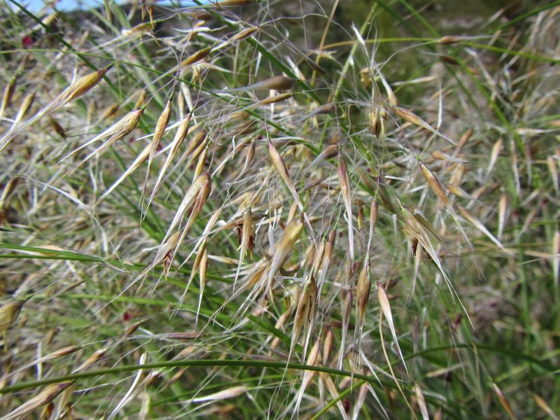 Pentameris thuarii, photographed by douglaseustonbrown