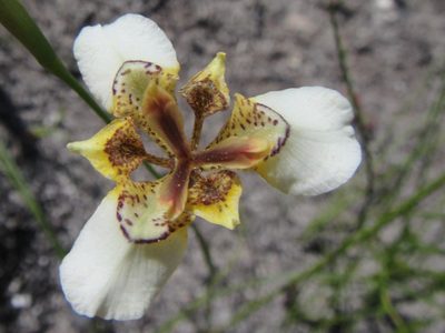 Moraea lurida, photographed by douglaseustonbrown