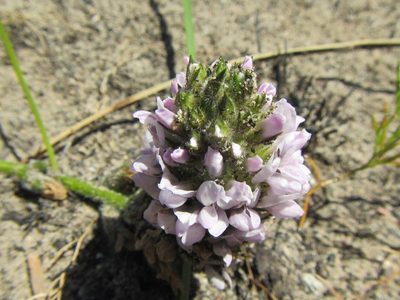 Psoralea zeyheri, photographed by douglaseustonbrown