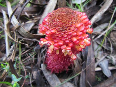 Mystropetalon thomii, photographed by douglaseustonbrown