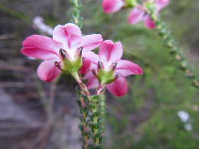 Adenandra brachyphylla, photographed by douglaseustonbrown