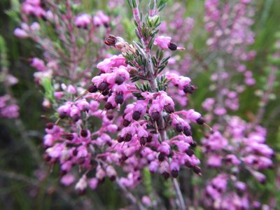 Erica placentiflora, photographed by douglaseustonbrown