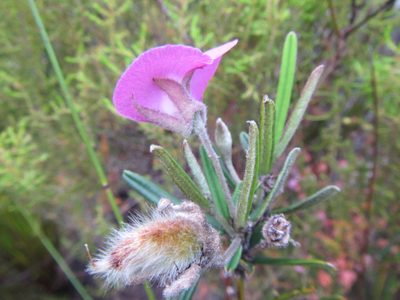 Podalyria oleifolia, photographed by douglaseustonbrown