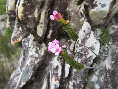 Penaea petraea, photographed by douglaseustonbrown