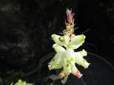 Lachenalia peersii, photographed by douglaseustonbrown