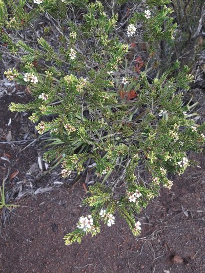 Sannantha leratii, photographed by naturewatchwidow