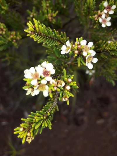 Sannantha leratii, photographed by naturewatchwidow