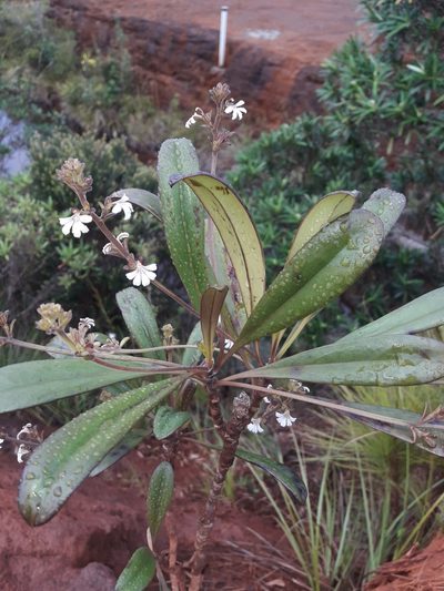 Scaevola beckii, photographed by naturewatchwidow