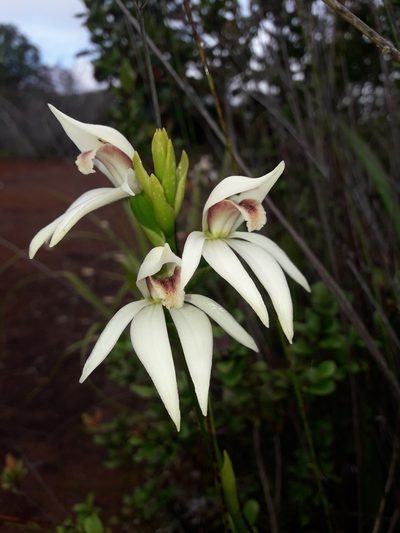 Megastylis gigas, photographed by naturewatchwidow